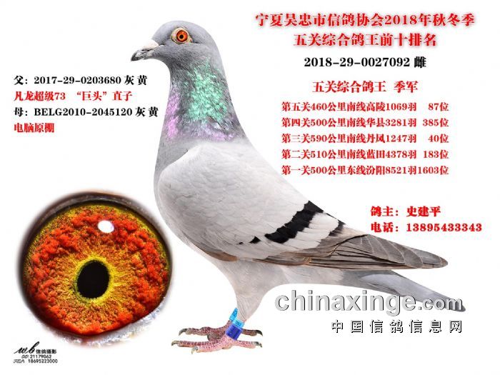 吴忠信鸽协会最新公告引领信鸽运动新篇章