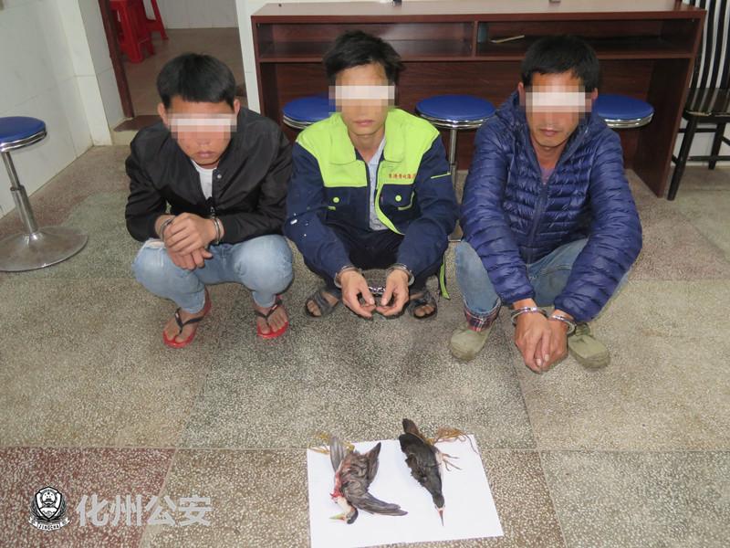 生态观察新视角，捕捉白面水鸡的珍贵视频与保护自然的力量展现